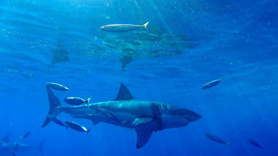 Un niño de Florida recibe diecinueve puntos por ataque de tiburón