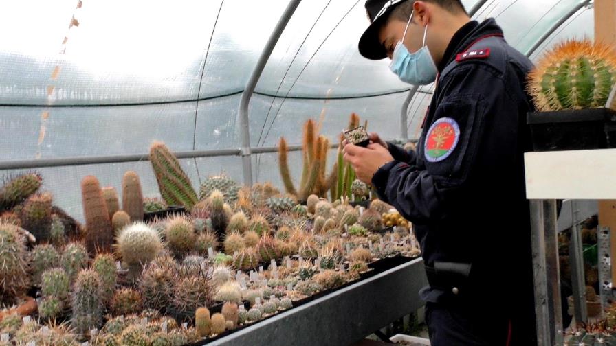 Italia incauta cactus robados y los devuelve a Chile