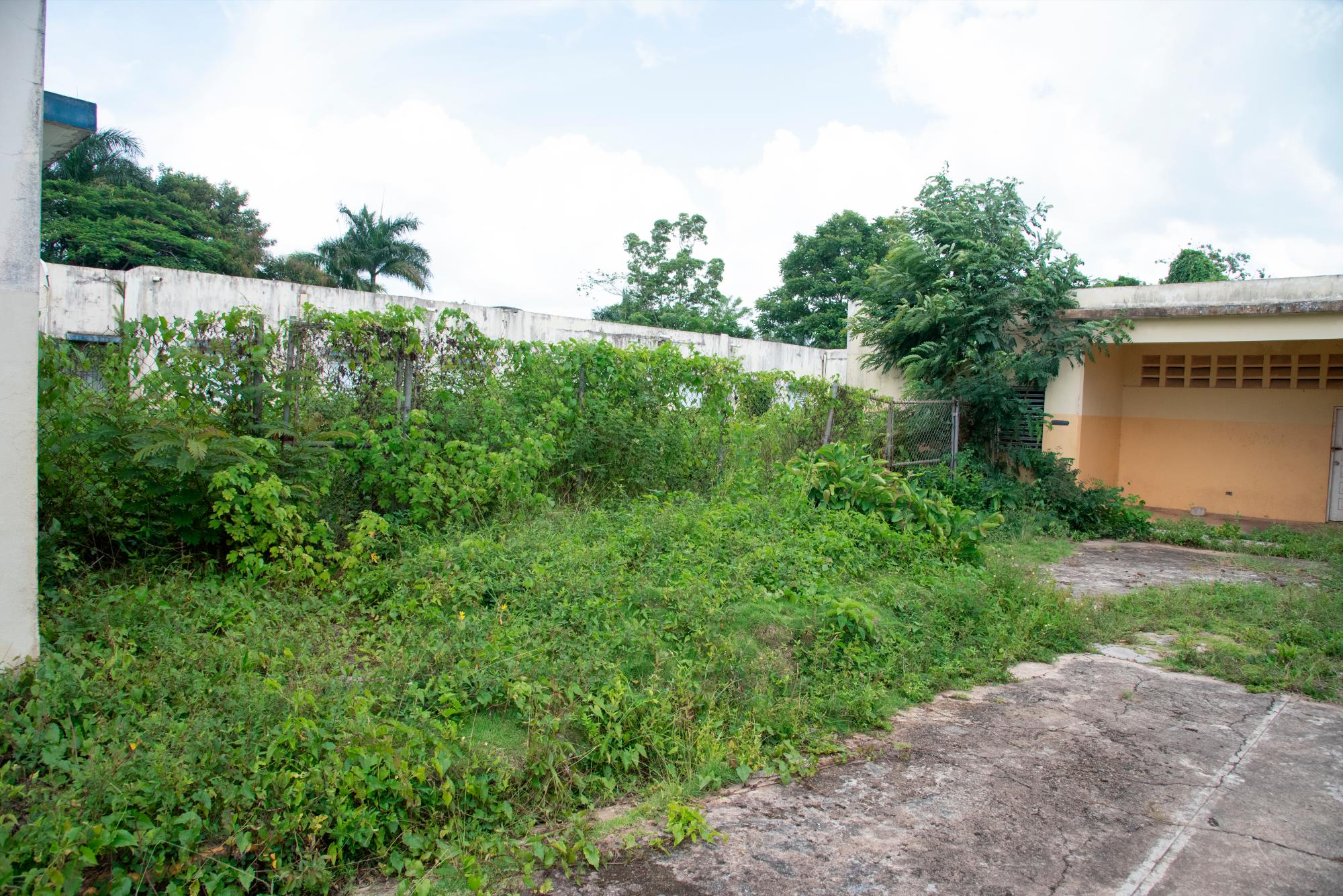 Los arbusto en el terreno del hospital.