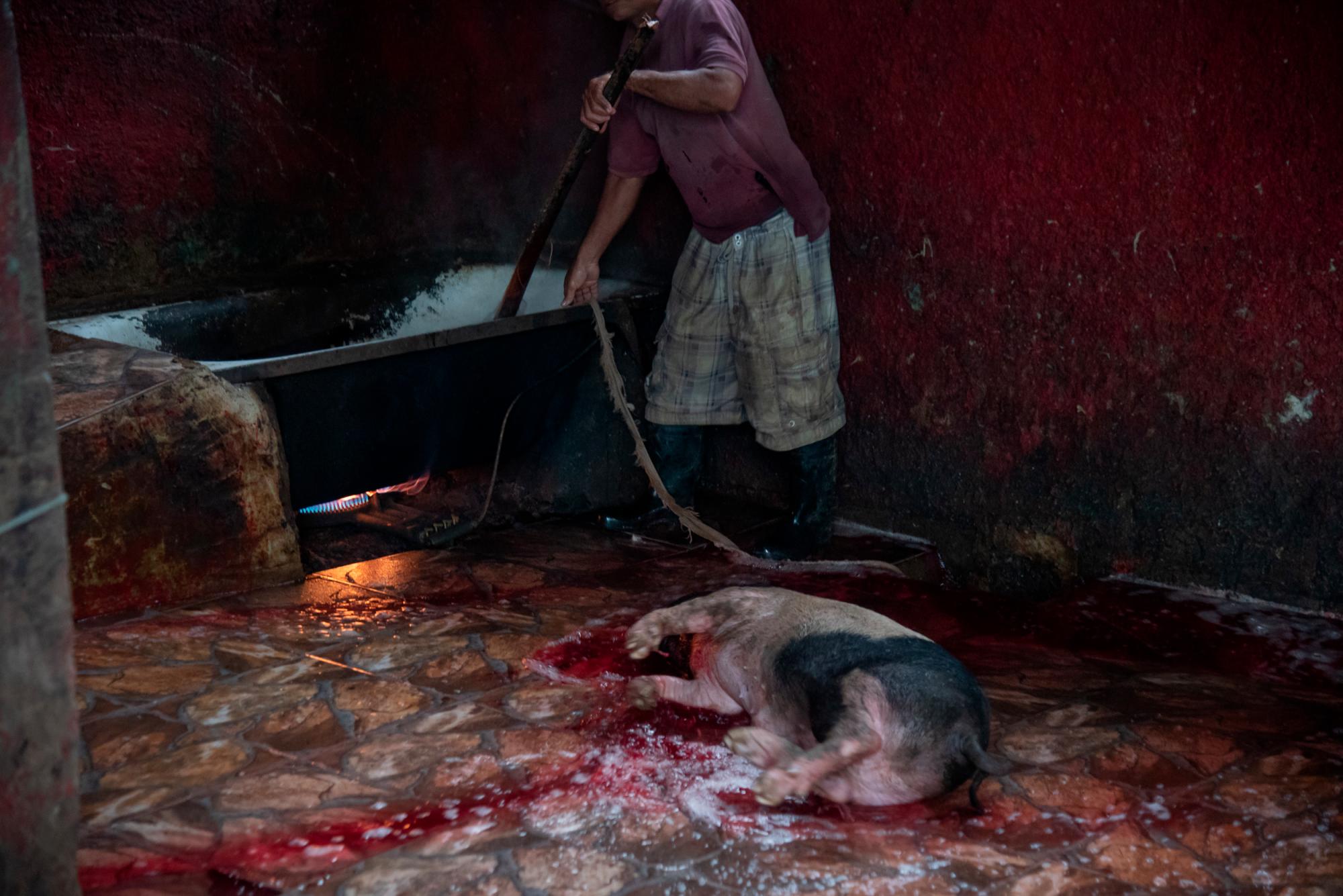 Un cerdo sacrificado en el matadero municipal de Monte Plata.