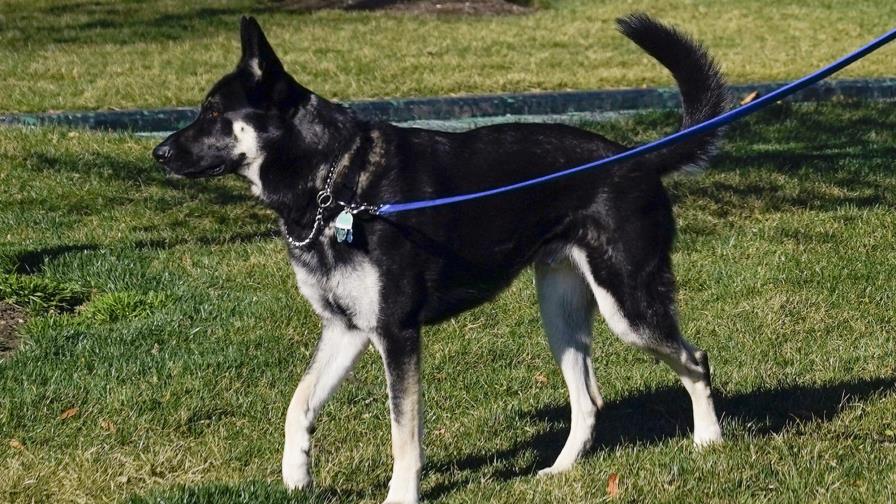Perro de los Biden recibe ayuda profesional tras morder personas