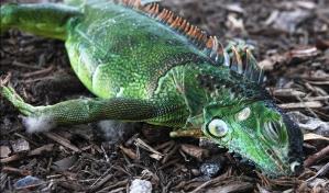 Navidad inusual en Florida: Frío y cuarentenas