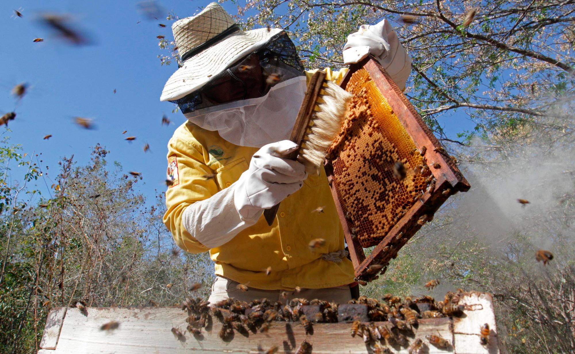Agroquímicos diezman abejas en México