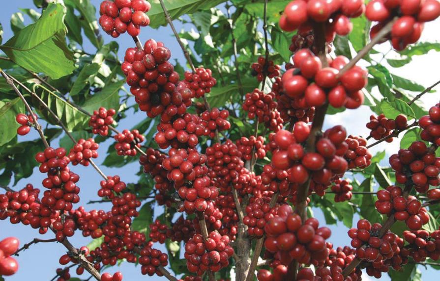 Sequía frena recuperación del sector café en el país 
