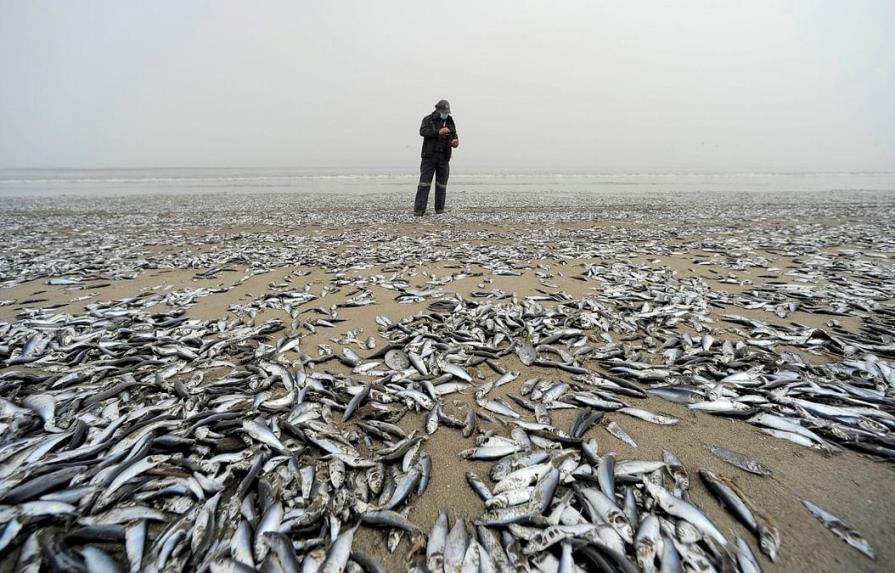 Miles de peces aparecen muertos en una playa del sur de Chile 