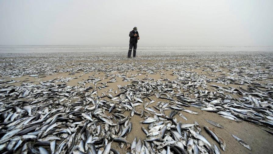 Miles de peces aparecen muertos en una playa del sur de Chile 