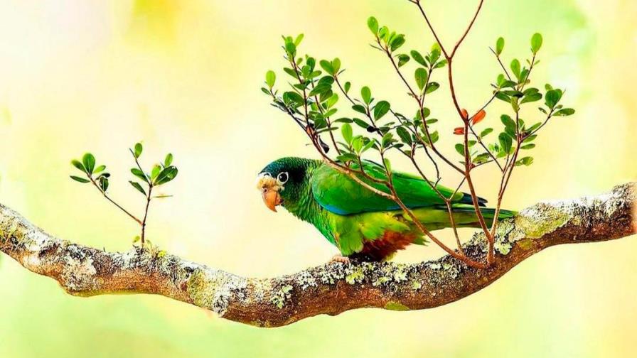 “Endémicas: Las Américas, Las Antillas y La Española”