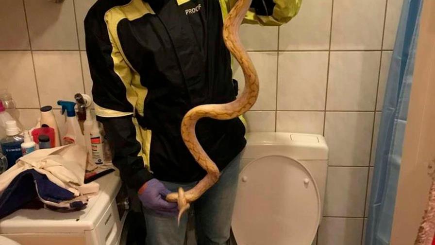 Estaba sentado en el baño y una pitón le mordió los genitales