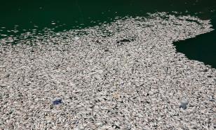 Video | Miles de peces aparecen muertos en muelle de Barahona 