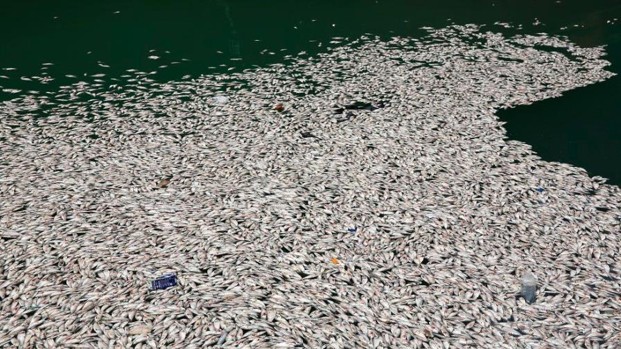 Video | Miles de peces aparecen muertos en muelle de Barahona 