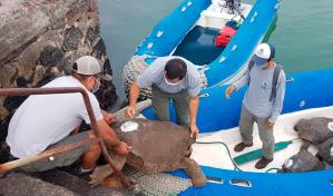 Diego, la tortuga inseminadora de Galápagos, vuelve a casa después de 87 años