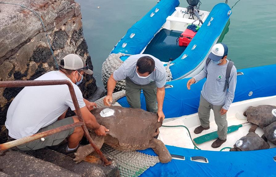 Diego, la tortuga inseminadora de Galápagos, vuelve a casa después de 87 años