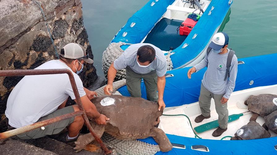 Diego, la tortuga inseminadora de Galápagos, vuelve a casa después de 87 años Diego, la tortuga inseminadora de Galápagos, vuelve a casa después de 87 años