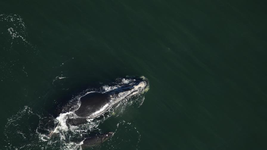 Ballenato herido tiene pocas probabilidades de sobrevivir