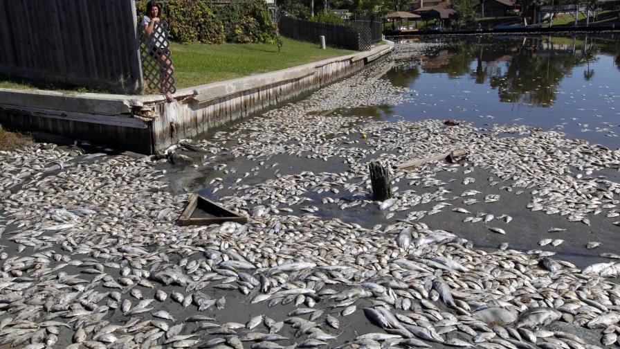 Cientos de lagos de EEUU y Europa están perdiendo oxígeno Cientos de lagos de EEUU y Europa están perdiendo oxígeno
