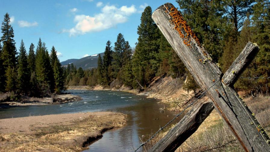 Buscan a oso que mató a mujer en Montana