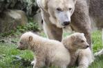 Zoológico de Holanda presenta a 2 cachorros de oso polar Zoológico de Holanda presenta a 2 cachorros de oso polar