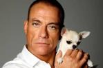 Raya, el chihuahua sin papeles al que Jean-Claude Van Damme salvó la vida Raya, el chihuahua sin papeles al que Jean-Claude Van Damme salvó la vida