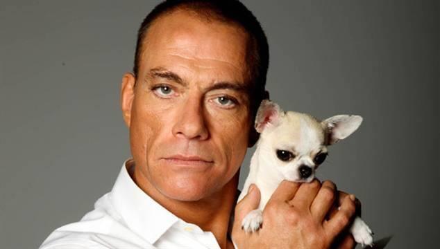 Raya, el chihuahua sin papeles al que Jean-Claude Van Damme salvó la vida