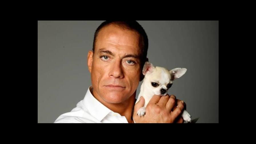 Raya, el chihuahua sin papeles al que Jean-Claude Van Damme salvó la vida