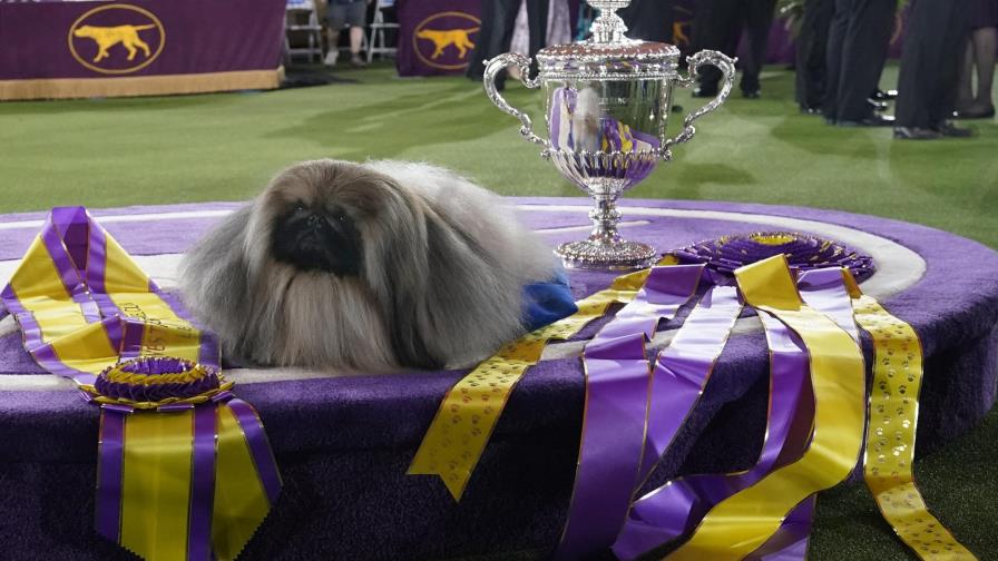 Perro pequinés de nombre Wasabi gana el Westminster