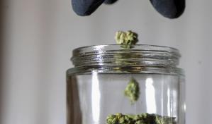 EEUU: 4 estados harán referendo sobre legalizar la marihuana