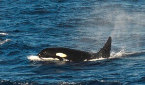Orcas en el mar Caribe y ciencia ciudadana regional  