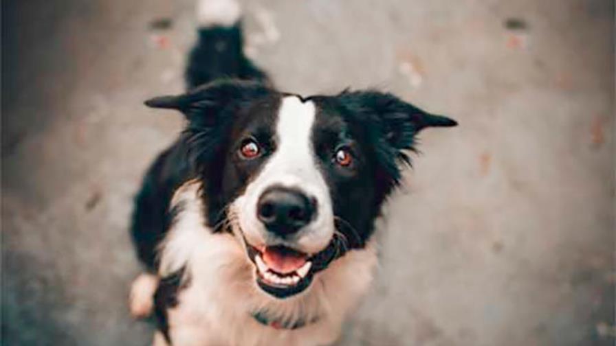 Quiere un perro que no puede atender... Quiere un perro que no puede atender...