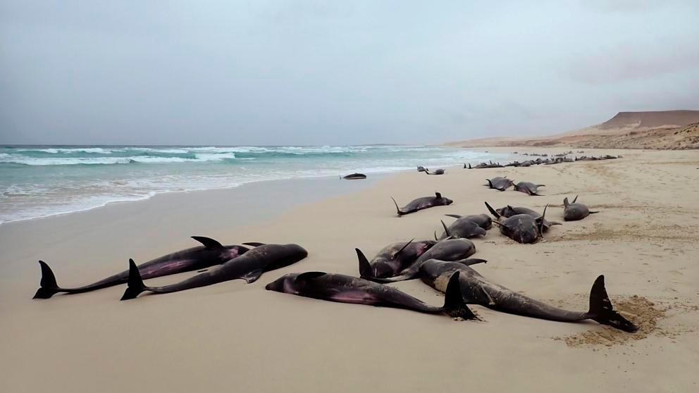 Más de un centenar de delfines varan en una playa de Cabo Verde