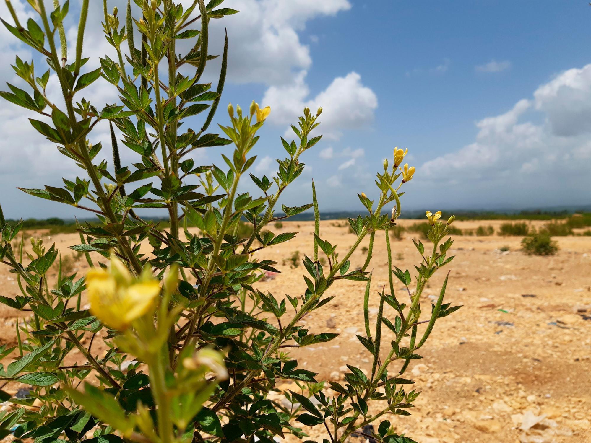 En la montaña de residuos, las plantas silvestres comienzan a abrirse paso.