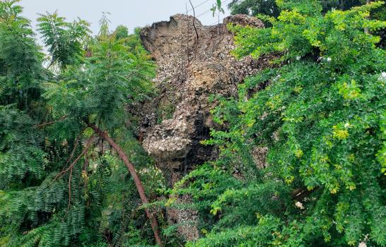 Descuido y vegetación amenazan la Ceiba de Colón