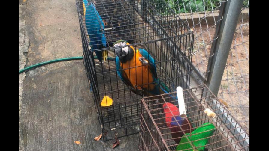 Arrestan dos personas por explotación de animales exóticos en Punta Cana