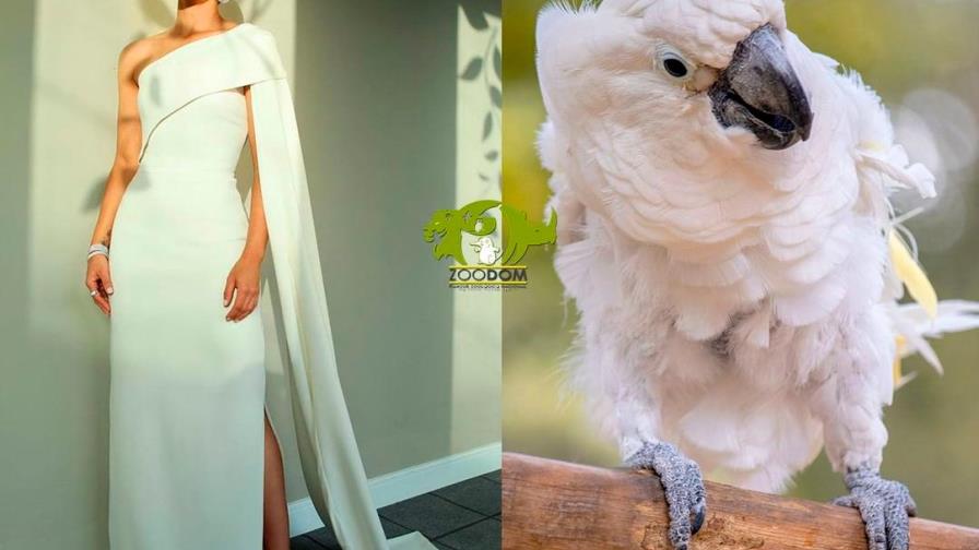 Nashla Bogaert y Pamela Sued encabezan los memes de los Soberano versión Zoológico Dominicano