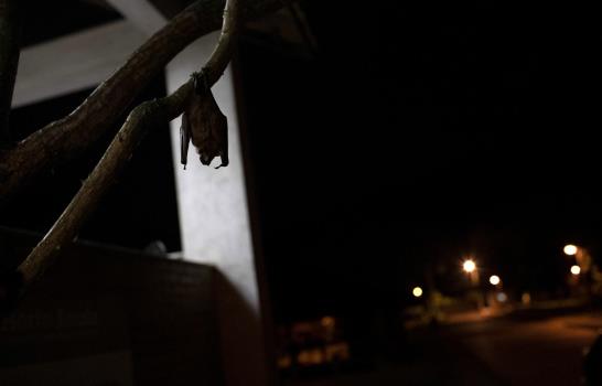 Los murciélagos dan pistas para prevenir la próxima pandemia Los murciélagos dan pistas para prevenir la próxima pandemia