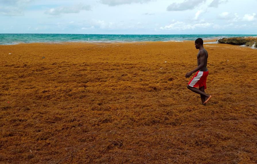 Invasión del sargazo a playas del Caribe aumentaría este 2019