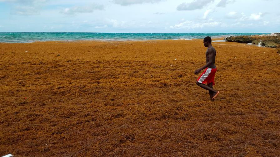 Invasión del sargazo a playas del Caribe aumentaría este 2019