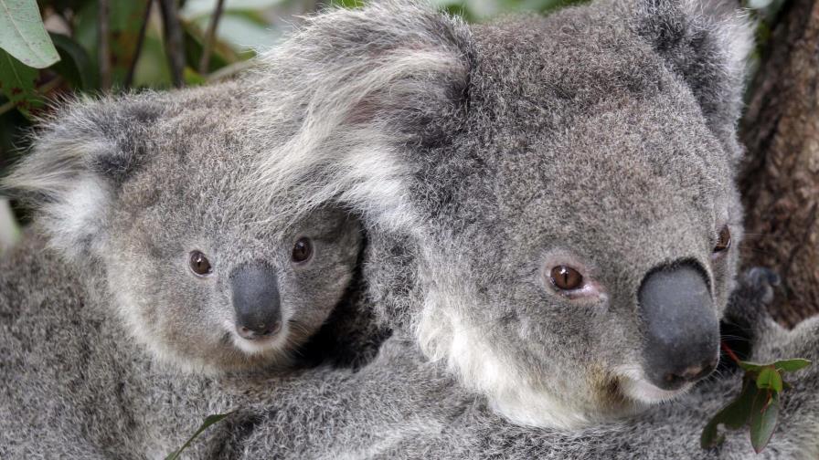 Cientos de koalas podrían haber muerto en fuegos forestales