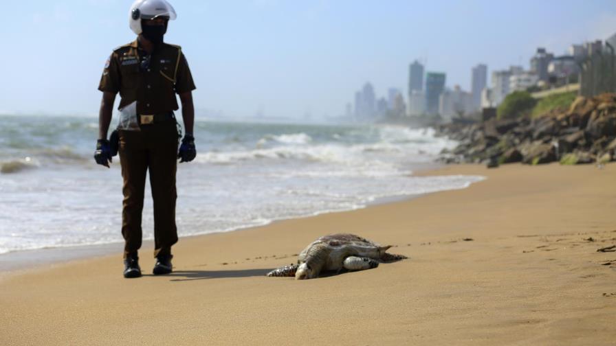 Sri Lanka: Aparecen tortugas muertas tras fuego en un barco