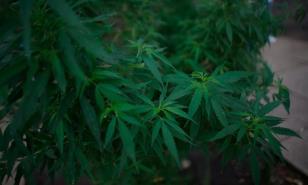 Supremo de Florida tumba propuesta de enmienda para uso marihuana recreativa