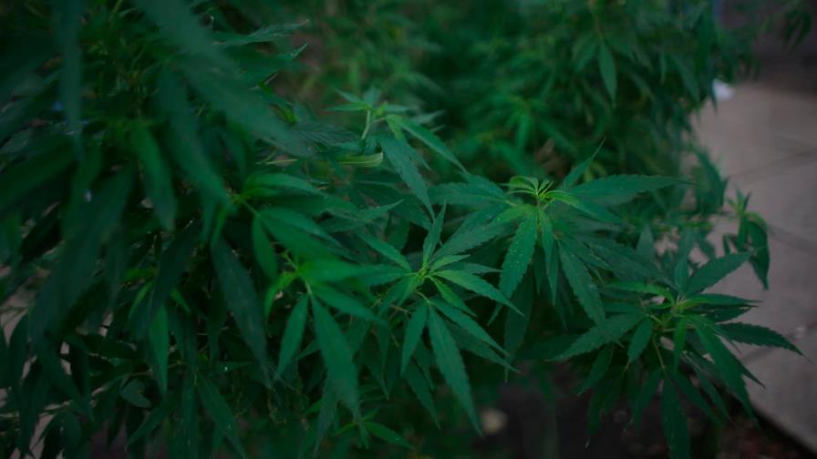 Supremo de Florida tumba propuesta de enmienda para uso marihuana recreativa