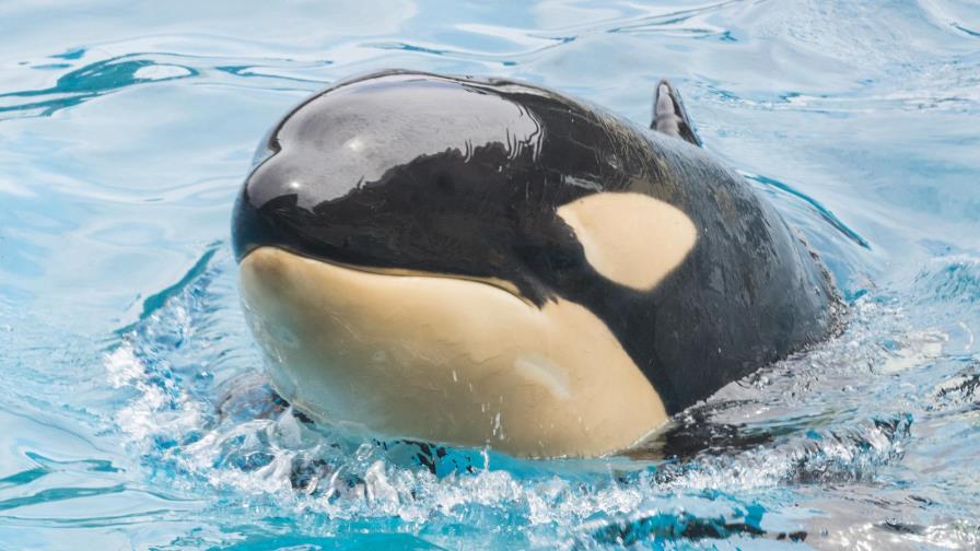 Muere inesperadamente orca en SeaWorld San Diego