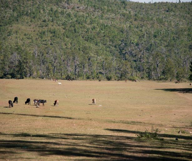 Resolución de Medio Ambiente sobre ganadería en montaña genera dudas