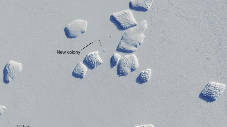 Guano revela más colonias de pingüinos en la Antártida