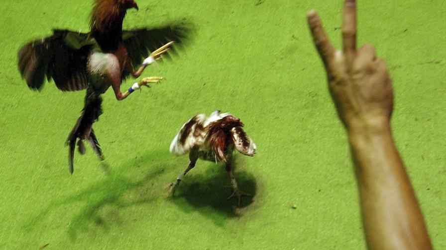 En desafío a ley federal, Puerto Rico aprueba peleas de gallos