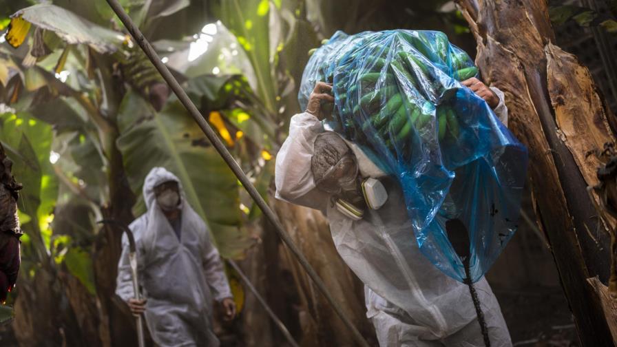 Erupción de volcán en La Palma, España, destruye plataneras