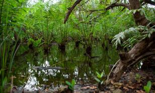 Manglares, eneales, dragales... ¿de qué hablamos?
