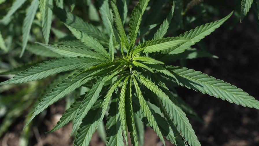 Autorizan producir cáñamo en Luisiana, Ohio y N. Jersey Autorizan producir cáñamo en Luisiana, Ohio y N. Jersey