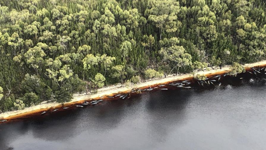 Rescatan a 70 de las ballenas varadas en Australia