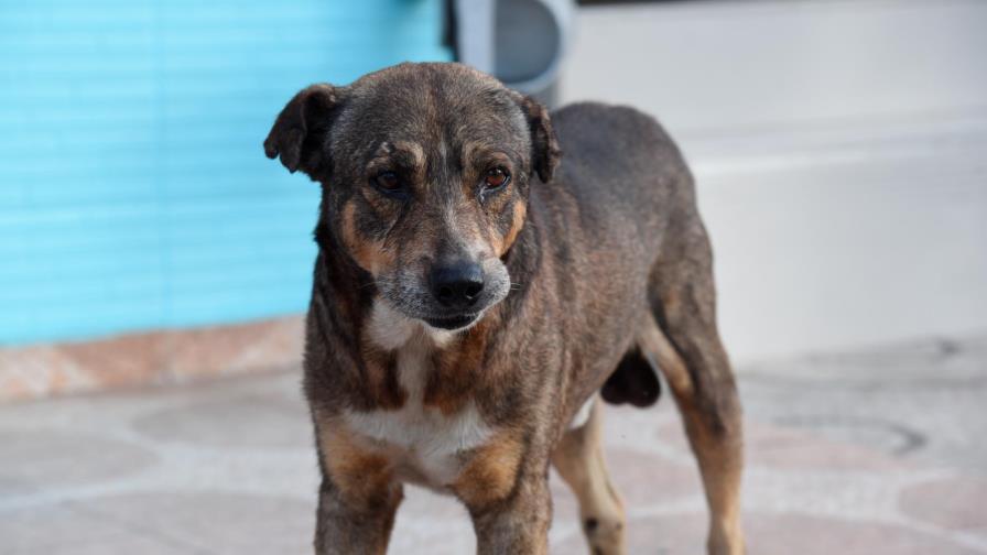 Ocho años después, no se han construido albergues establecidos por Ley sobre Protección Animal