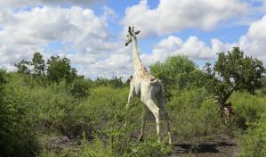 La última jirafa blanca del mundo estará controlada por GPS